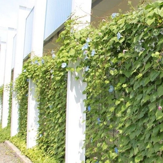 Groene gordijnen