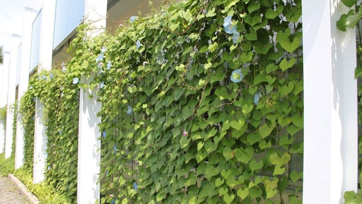 Groene gordijnen 
