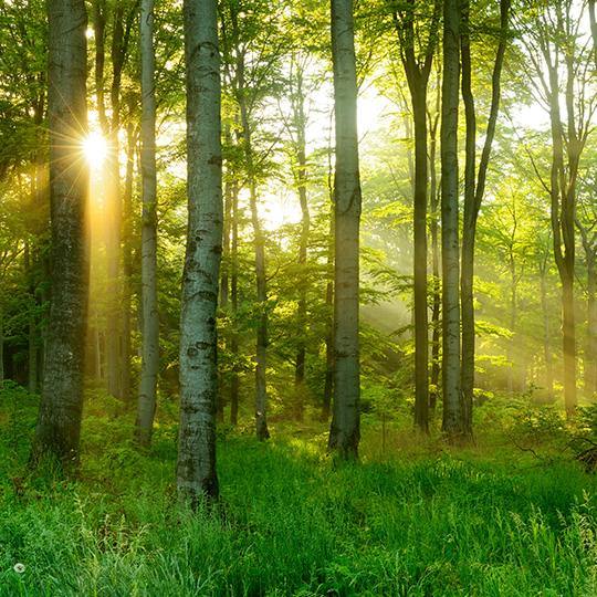 de zon schijnt door de bomen in een bos