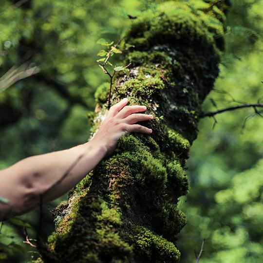 Ontdek wat Kyocera doet Hand op boom